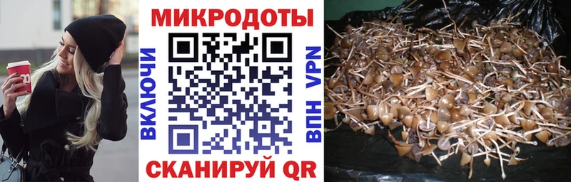 Галлюциногенные грибы Psilocybe  Балашов 